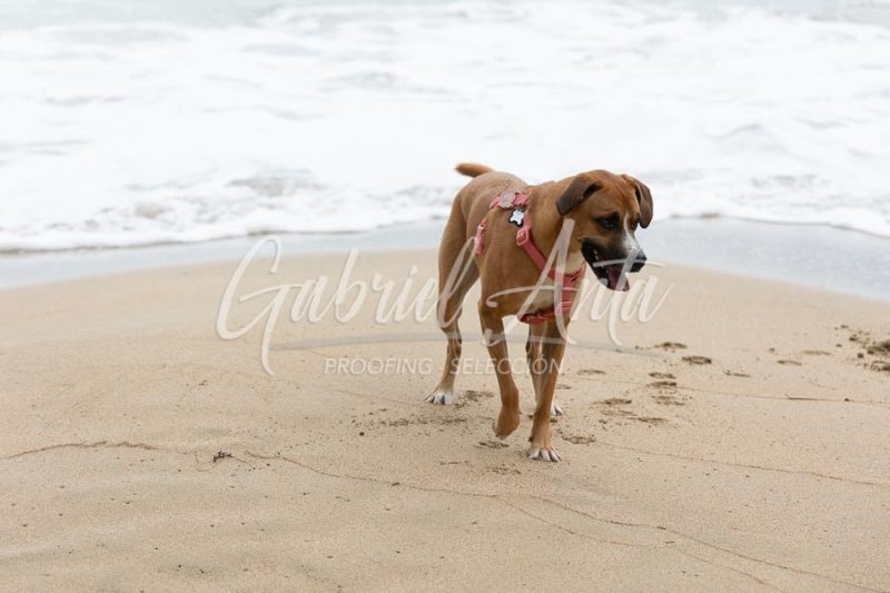 Propuesta de Matrimonio en la Playa en Puerto Viejo de Talamanca (Costa Rica)