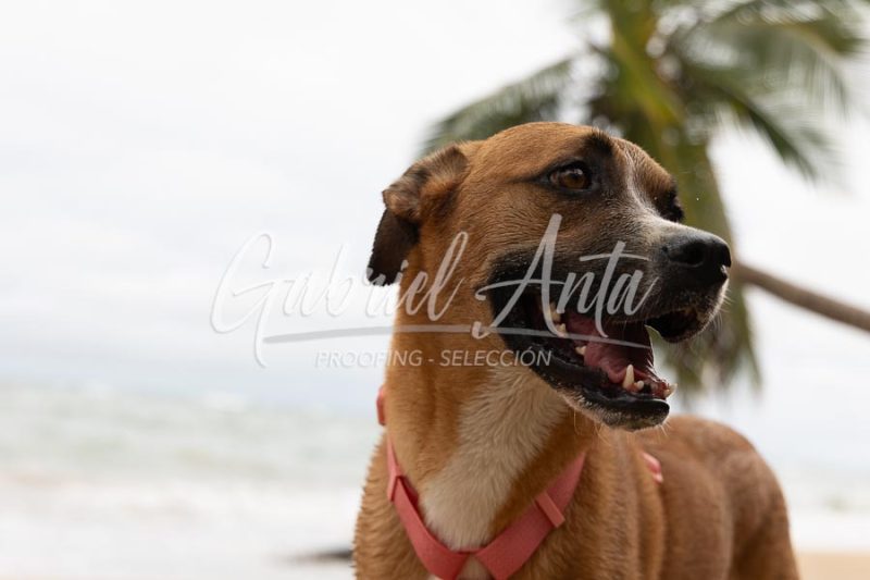 Propuesta de Matrimonio en la Playa en Puerto Viejo de Talamanca (Costa Rica)