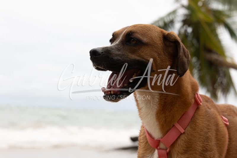 Propuesta de Matrimonio en la Playa en Puerto Viejo de Talamanca (Costa Rica)