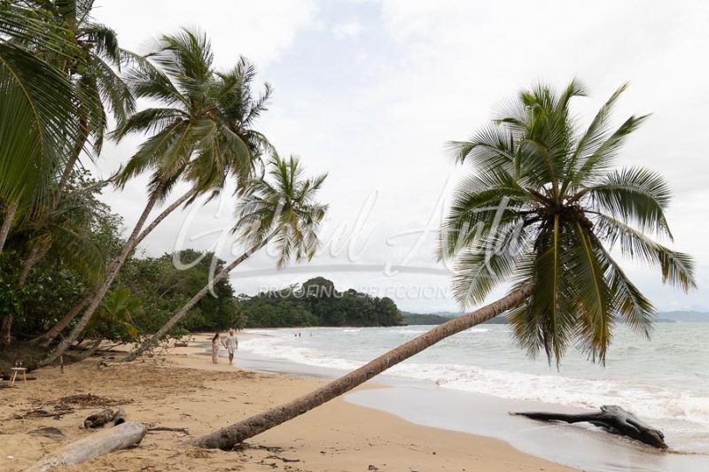 Propuesta de Matrimonio en la Playa en Puerto Viejo de Talamanca (Costa Rica)